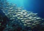 海底群鱼图片