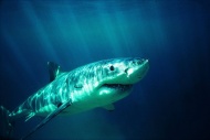 海洋动物鲨鱼图片