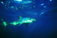 海洋动物鲨鱼图片