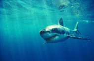 鲨鱼海洋动物图片