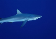 鲨鱼海洋动物图片