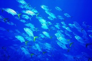 海底群鱼图片