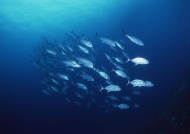 鱼类海洋动物图片
