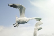 两只飞翔的海鸥图片