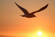 海鸥夕阳日落图片
