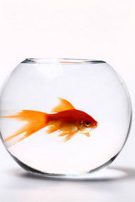 透明玻璃鱼缸和红色金鱼04图片