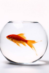 透明玻璃鱼缸和红色金鱼02图片