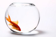 透明玻璃鱼缸和红色金鱼01图片