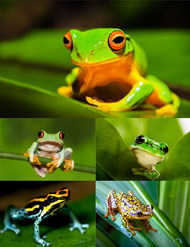 热带雨林青蛙