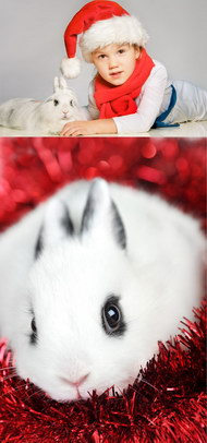 可爱兔子图片（二）
