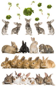 兔子图片（一）