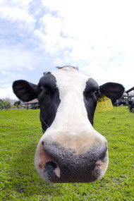 可爱奶牛表情图片