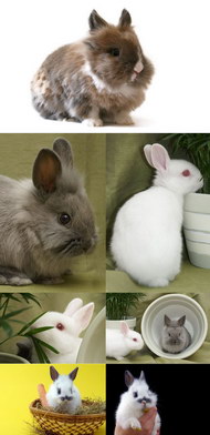 兔子图片（二）