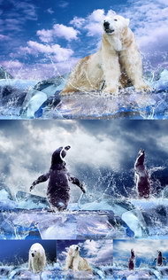 驰骋冰河的北极熊和企鹅图片
