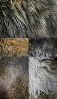五款动物毛皮纹理图片