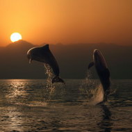 跳跃的海豚05图片