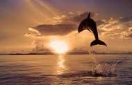 跳跃的海豚04图片