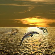 跳跃的海豚01图片