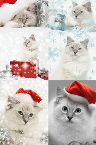 圣诞帽与猫图片