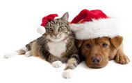 可爱的圣诞猫与狗图片