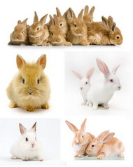 可爱的小兔子2图片