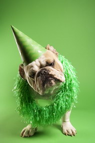 绿色底带帽子的狗狗图片