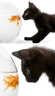 黑猫与金鱼2图片