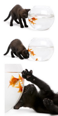 黑猫与金鱼1图片