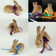 可爱的兔子与丝带图片