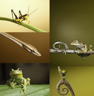 蚂蚱、蛇、树蛙图片