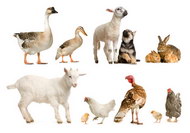 鸭鹅羊狗兔鸡动物图片