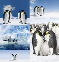 南极冰川企鹅图片(5P)