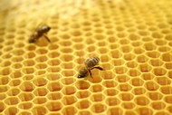 蜜蜂蜂巢图片