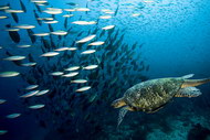 海龟和鱼群图片