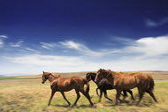 草原上的马匹图片