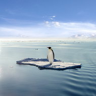 孤独的企鹅图片