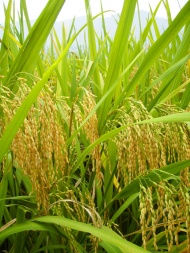 水稻丰收图片
