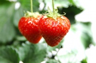 清新草莓图片