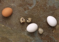 鸡蛋鹌鹑蛋美食图片