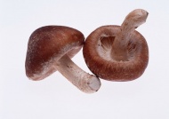 生蘑菇图片