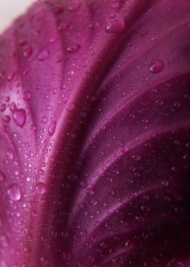 紫色卷心菜特写图片