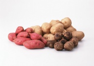 红薯土豆图片