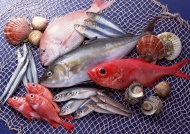 海产鱼类图片