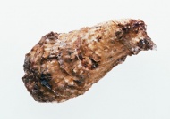 牡蛎图片