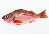红鱼图片