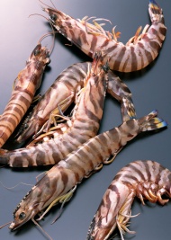 海鲜九节虾图片