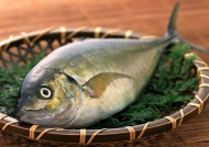 日本鱼图片
