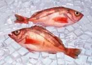 冷冻红鱼图片