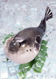 冰冻河豚鱼图片