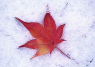 雪地里的枫叶图片